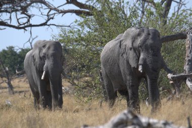 Afrika filleri kruger national Park