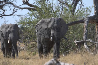 Zimbabwe bozkırındaki fil.