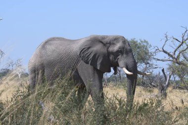 Zimbabwe bozkırındaki fil.