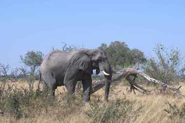 Ulusal parkta bir fil sürüsü.