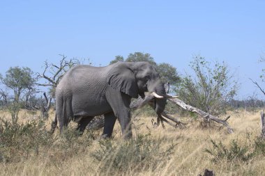 Afrika ormanındaki fil..