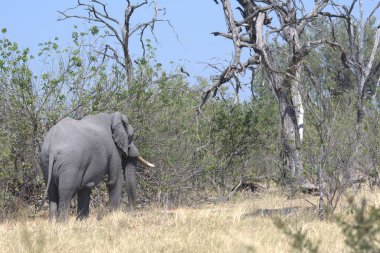 Kenya savanındaki fil