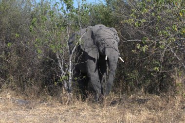 Afrika fili / Loxodonta afrika