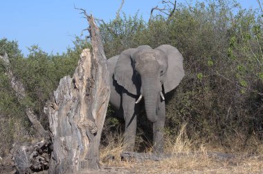 Afrika fili Kruger Ulusal Parkı, Güney Afrika