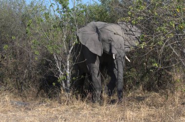 Savanadaki büyük fil.
