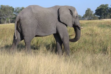 Otların arasındaki büyük fil.