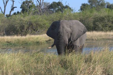 Afrika filleri Güney Afrika 'daki Kruger Ulusal Parkı' nda