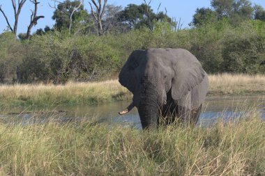 Savananın sularındaki fil.