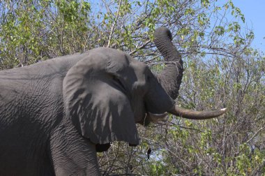Büyük fil, Loxodonta Africana, Ulusal Park, Kenya, Afrika