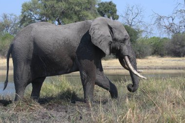 Doğal yaşam alanı içinde Afrika fili