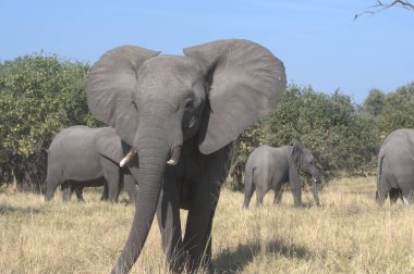 Afrika 'nın vahşi bozkırında üç fil