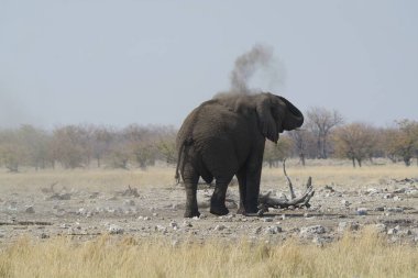 Afrika fili Güney Afrika 'daki Kruger parkında.