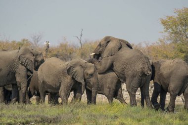 Savanadaki bir grup fil