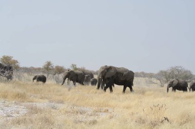 Kenya bozkırında bir grup fil.