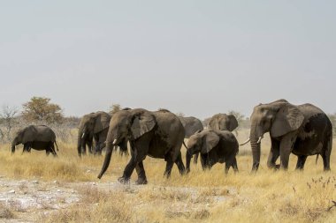 Afrika bozkırında bir grup fil.