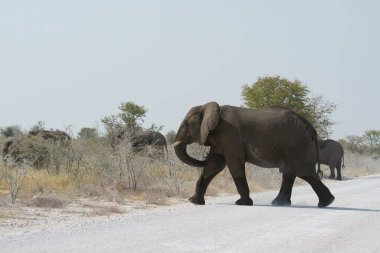 Fil Namibya etkin Milli Parkı