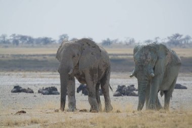 Etoşa, Namibya 'da savanda yürüyen büyük bir fil. yüksek kaliteli fotoğraf