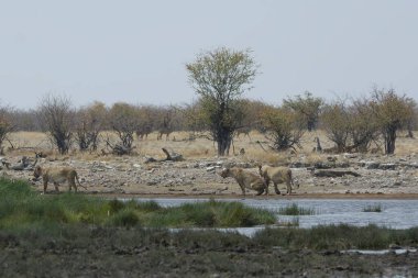 Vahşi doğadaki beyaz geyik.