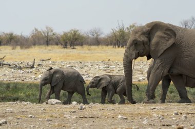 Afrika bozkırındaki filler