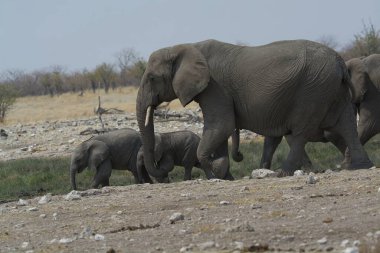 Afrika 'da Afrika filleri Kenya' da.