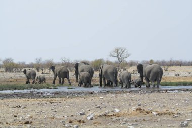 Afrika savanındaki fil.