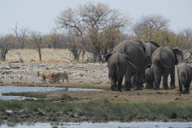 Afrika 'nın bozkırındaki fil