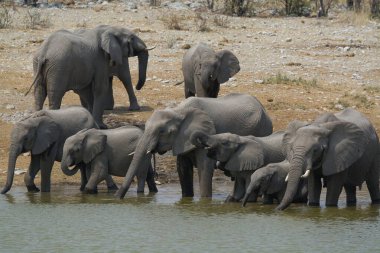 Sudaki Afrika filleri