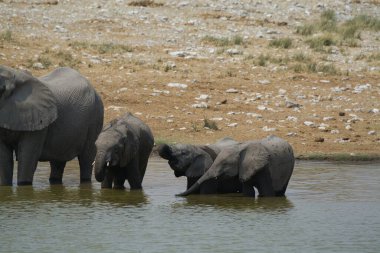 Suda bir Afrika fili sürüsü