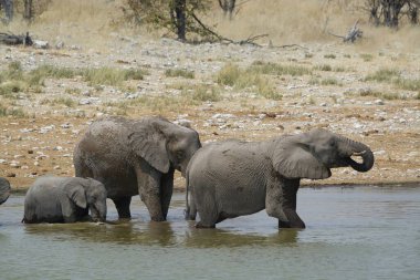 Afrika savanasında fil suyu içiyor.