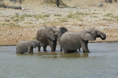 içme su birikintisinin fil