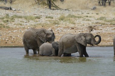 Afrika vahşi fil ailesi Etoşa Ulusal Parkı 'nda suda, Namsha