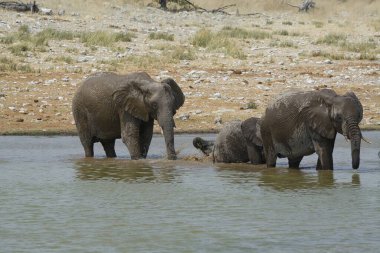Afrika fili, Kruger Milli Parkı