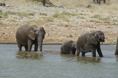 Fil, fil, elepha, loxodonta africana, nehirdeki delikte, park