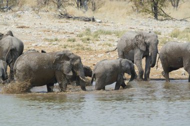 Nehir suyunda bir grup fil.