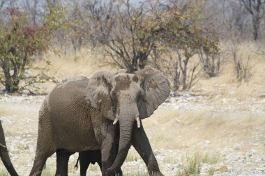 Savanadaki Afrika fili