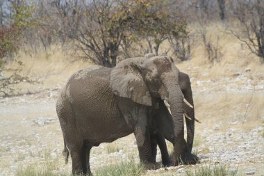 Afrika savanasındaki filler