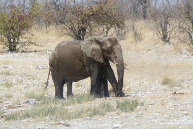 Savanadaki filler ve Afrika çalıları Namibya 'daki Savo Ulusal Parkı.