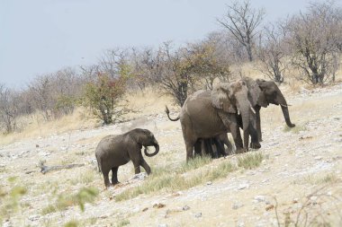 Afrika savanındaki fil.