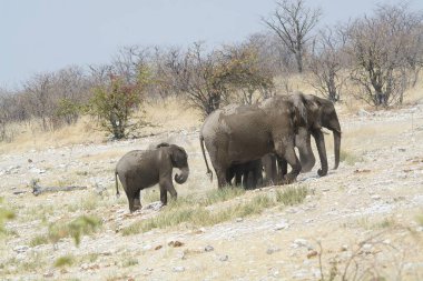 Etoşa Ulusal Parkı, Namibya, Afrika 'da bir grup fil.