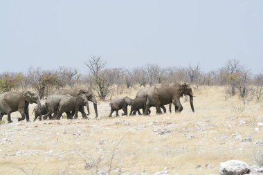 Afrika fil ailesi Kruger Ulusal Parkı, Güney Afrika