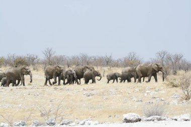 Etoşa Ulusal Parkı, Namibya 'da bir grup fil