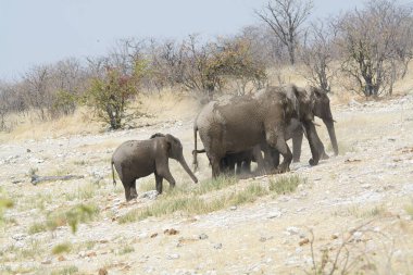 Afrika fili, Loxodonta Africana, Etoşa Ulusal Parkı, Namibya