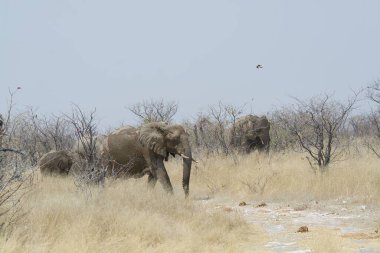 kruger national Park fil