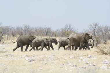 Namibya 'daki Etoşa Ulusal Parkı' ndaki filler