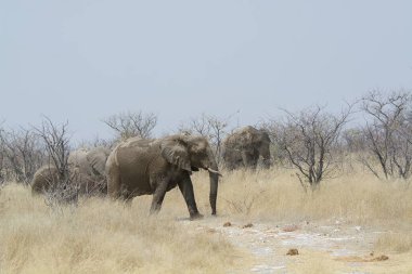 Zimbabwe savanındaki filler.