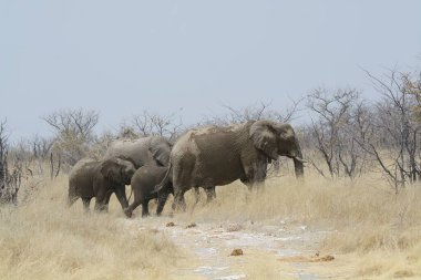 Savanada yürüyen filler