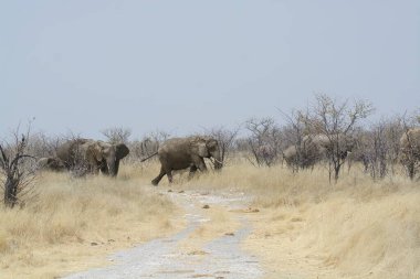 Afrika savanındaki Afrika filleri.