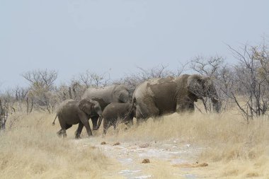 Savannah Afrika filleri