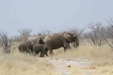 Afrika 'daki Kruger Ulusal Parkı' ndaki filler