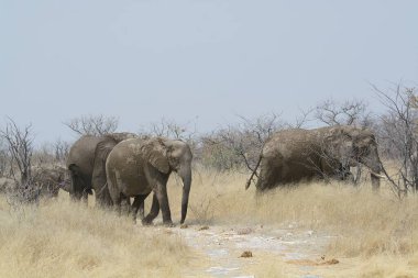 Etoşa 'daki Afrika filleri